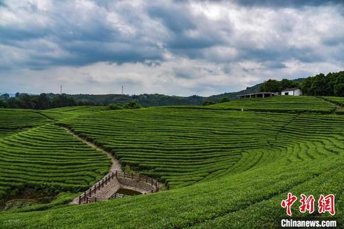 中国侨网浙江丽水遂昌茶园 范宇斌 摄