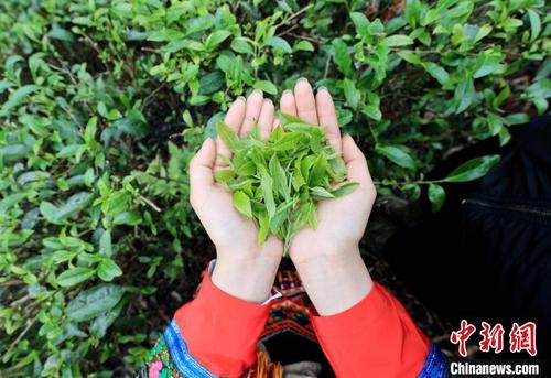 中国侨网3月31日，一名瑶族姑娘展示刚采摘的茶叶。　谭凯兴　摄