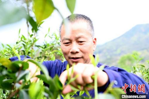 中国侨网隔背村一茶企负责人面对清明茶，喜形于色。　张金川　摄