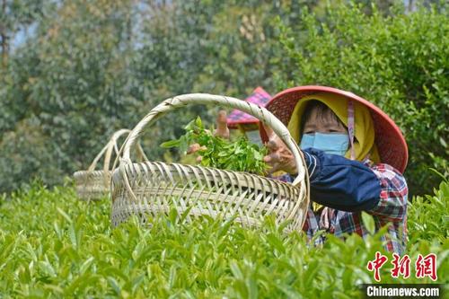 中国侨网茶农在采收茶青。 林弘梫 摄