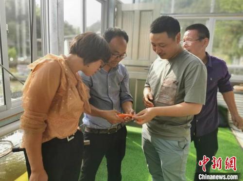 中国侨网科技特派员指导田鱼养殖 青田县科学技术局供图