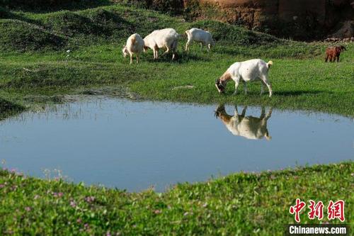 中国侨网在安徽省黄山市歙县新安村，牛羊成群在草地上觅食。　施亚磊　摄