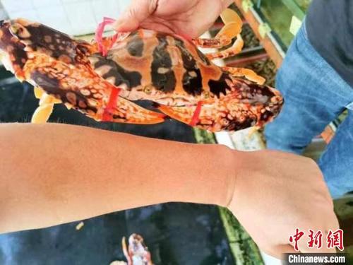 中国侨网达到“飞机蟹”级别的红花蟹有成年人小臂般大小　李晓春　摄