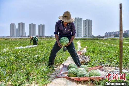 中国侨网白土村西瓜上市。骆云飞 摄