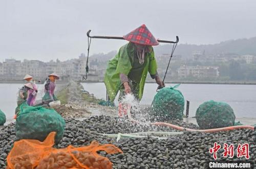 中国侨网工人们冲洗新采收的花蛤产品。　林弘梫　摄