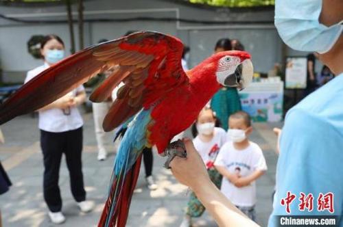 中国侨网高颜值鹦鹉吸引目光。泱波摄