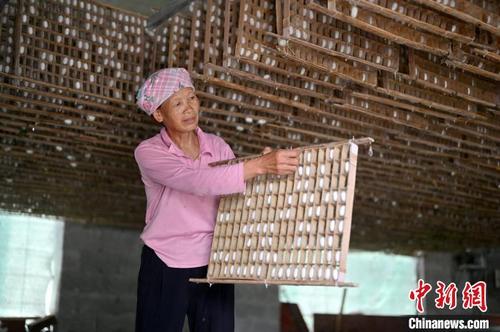 中国侨网图为村民在观察蚕茧。 俞靖 摄