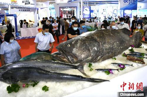 中国侨网渔博会上大型海鱼吸人眼球。　王东明　摄