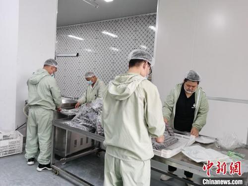 中国侨网工作人员身穿工作服,对当天采摘的杨梅进行精挑细选。 舒旭影 摄