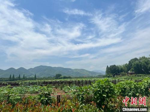 中国侨网杭州余杭径山风景。 施杭 摄