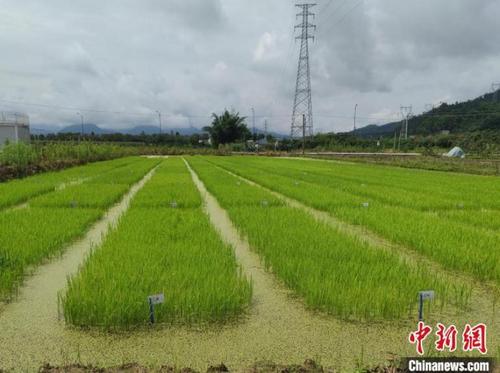 中国侨网国家水稻分子育种中心丽水示范基地的水稻育种试验田。　傅飞扬　摄