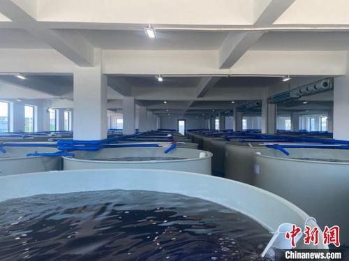 中国侨网图为渤海水产育种（海南）有限公司建成的育种车间。　符宇群　摄