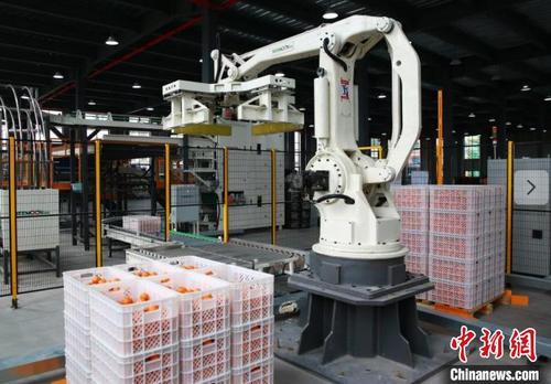 中国侨网数智场景助力现代农业。 浙江省农业农村厅供图