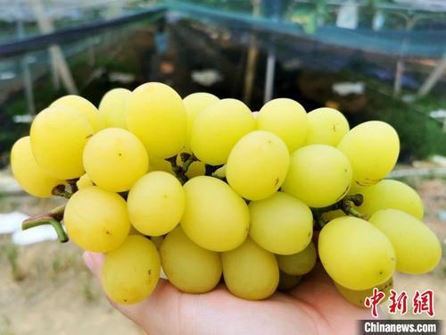 中国侨网“香印”葡萄皮色全部转黄后甜度最高、香味最浓。 李晓春 摄