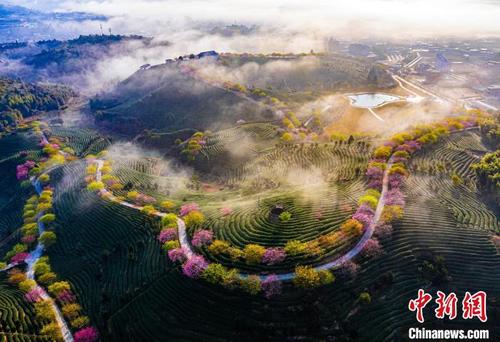 中国侨网龙岩茶园风光　龙岩市文化和旅游局 供图