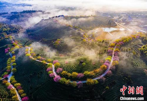 中国侨网龙岩茶园风光 龙岩市文化和旅游局 供图
