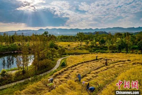 中国侨网广阳岛上，阳光与金色的稻田构成一幅唯美的田园画卷。　郭旭　摄
