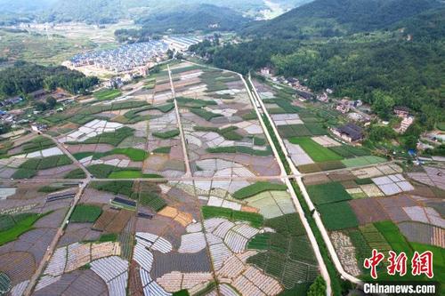 中国侨网俯瞰大湖乡新塘村千亩蔬菜种植基地。 王东明 摄