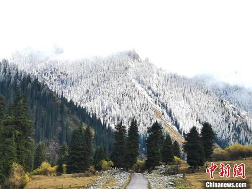 中国侨网10月1日，新疆昭苏高原迎来今年秋季首场降雪。尤拉摄