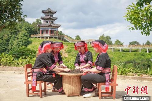 中国侨网祝雪兰（右二）组织村民分拣茶叶。　张河文　摄