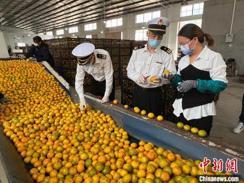中国侨网海关工作人员对柑橘进行检查。 蒋荣良供图