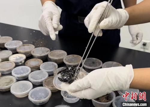 中国侨网广州海关关员在邮递渠道查获蝎子。 关悦 摄