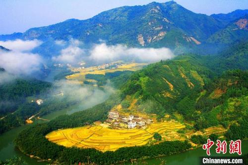 中国侨网广东肇庆西江十里竹海 广东省林业局 供图