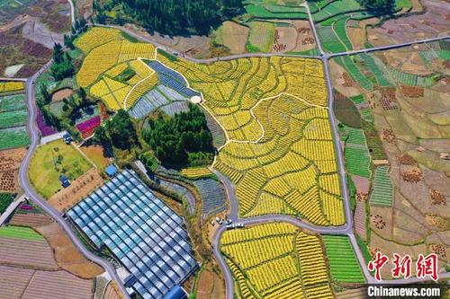 中国侨网泰顺县柳峰乡“光伏田垄” 温州生态环境局供图