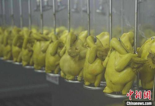 中国侨网台山麻黄鸡预制菜 立慧 摄