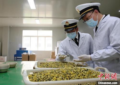 中国侨网海关官员对出口杭白菊进行查验　嘉兴海关供图