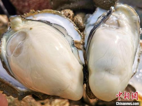 中国侨网肥美的台山蚝 李晓春 摄