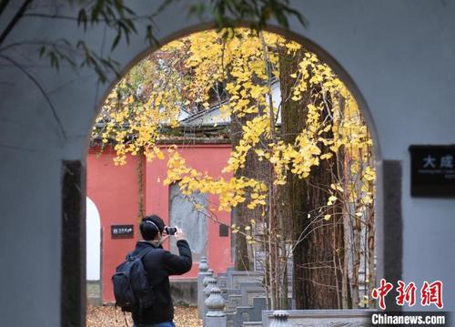 中国侨网图为：游人在孔氏南宗家庙拍摄银杏。　王刚 摄