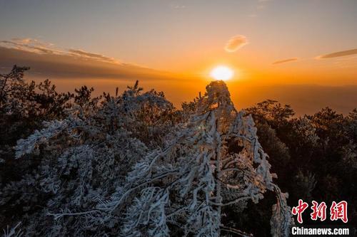 中国侨网连城高山雾凇景观美如画。 叶先锋 摄
