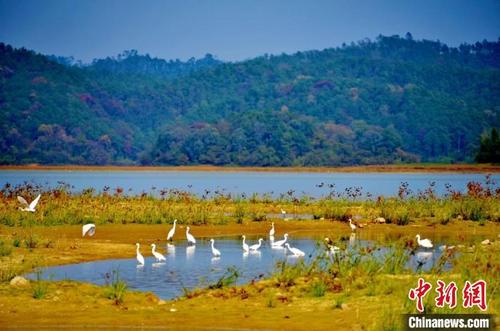 中国侨网广东开平孔雀湖国家湿地公园 广东省林业局 供图