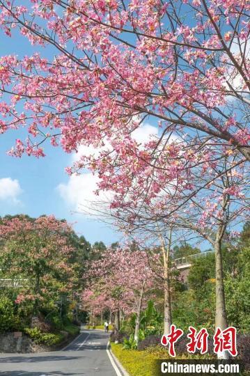 中国侨网广州花都北迹露营1号的异木棉迎来盛花期 广州市文化广电旅游局 供图