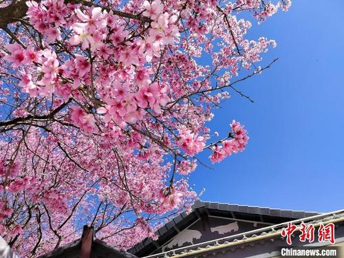 中国侨网永福樱花茶旅景区的上万株樱花竞相绽放,美不胜收。 龙岩市融媒体中心供图