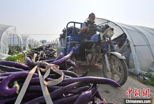 中国侨网农户转运刚采收的红茄。　林弘梫　摄
