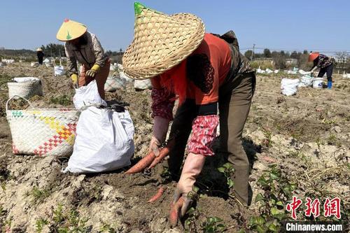 中国侨网村民们在田间正忙着出薯、去泥。　东山县融媒体中心供图