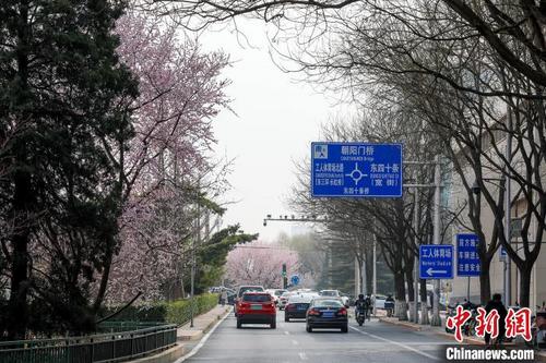 中国侨网北京的春花。　北京市园林绿化局供图