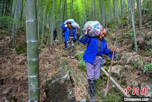 中国侨网文成县铜铃山镇采摘竹笋 朱伟供图