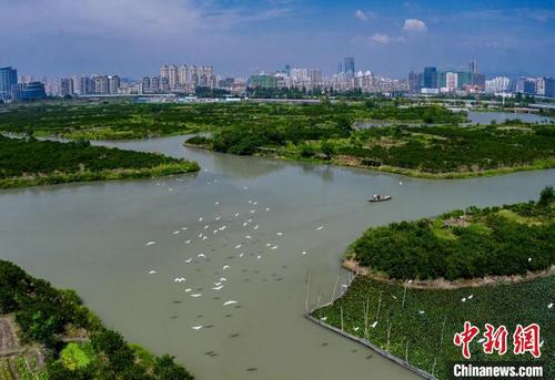 中国侨网温州生态园三垟湿地与鸟群　刘吉利供图