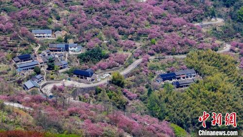 中国侨网杖锡樱花盛开一景。 张昊桦 摄