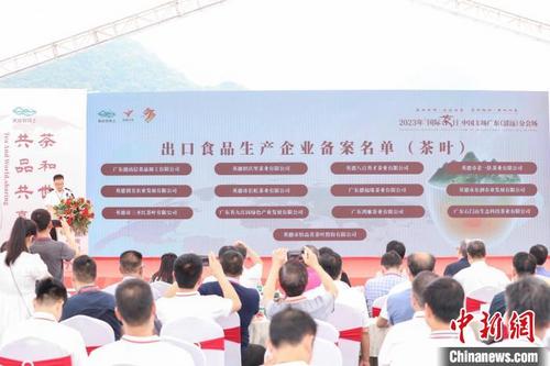 中国侨网清远多家红茶生产企业获得出口资质备案。 吴秒衡 摄