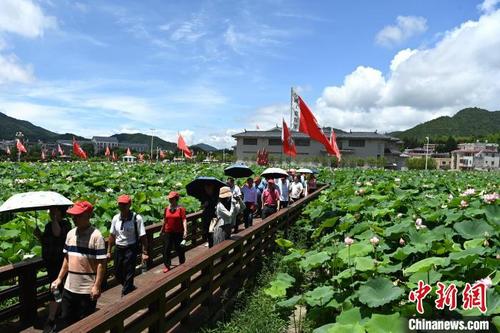 中国侨网“红军公田”百亩荷花盛开,吸引不少游客穿梭其间。 张金川 摄