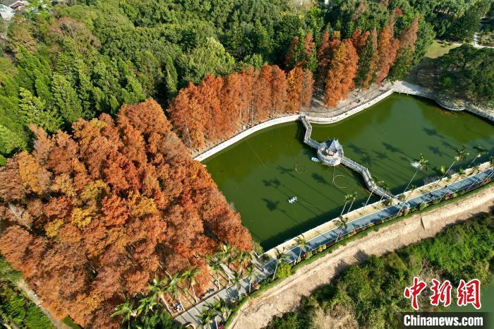 中国侨网1月6日，空中俯瞰福州国家森林公园“换装”变红的水杉林，宛如大自然精心布置的调色板，成为冬日里一道别致的风景线。