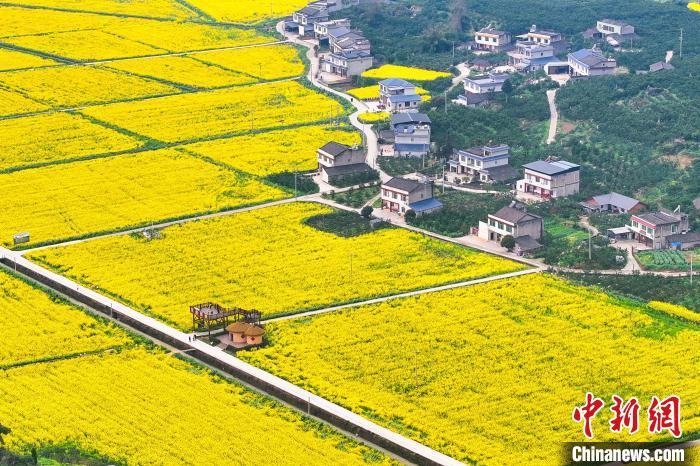中国侨网3月19日，四川丹棱，仁美镇田间金黄油菜将乡村妆点一新。连日来，四川省眉山市洪雅县、丹棱县以及东坡区等地金黄、粉红、橙黄色的油菜花竞相开放，纵横交错的油菜花田、村庄和道路交相辉映，宛如色彩丰富的“调色板”，将乡村大地妆点一新，吸引了不少民众前往打卡或休闲旅游。中新社记者 刘忠俊 摄　