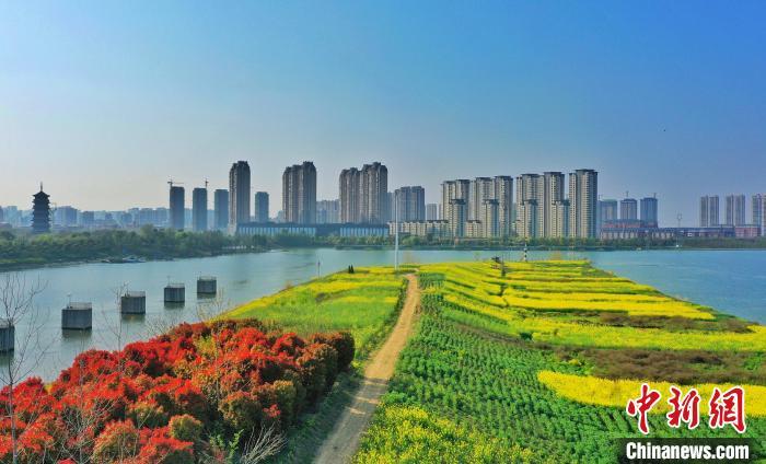 中国侨网3月27日，在安徽省颍上县颍河之畔，油菜花沿着堤岸绵延铺展，绘就一幅极具魅力的春日盛景。（无人机照片） 方文青 摄　