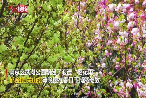 绿色樱花在南京春日里绽放