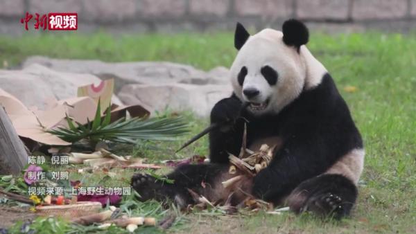 三只大熊猫在上海集体过生日