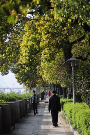 中国侨网现今的龙津公园树林葱郁，是市民休闲的好处去。(张永益 摄)